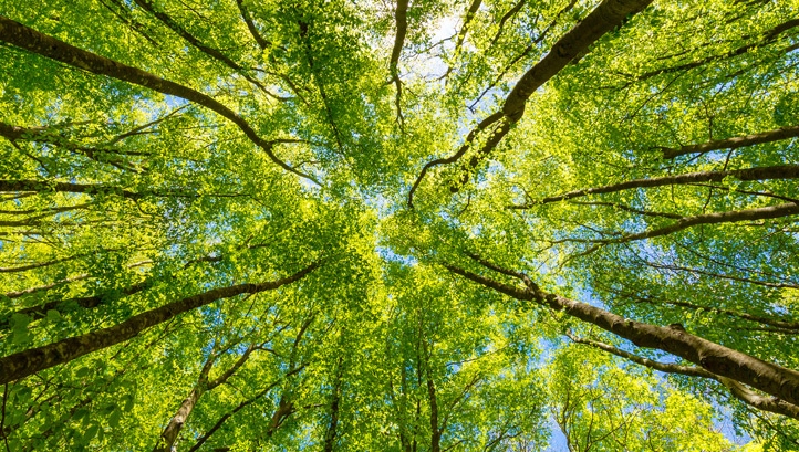 Net-zero must be at the heart of the business response to restoring the health of nature